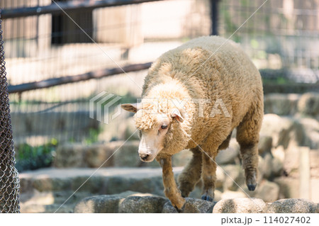 自由気ままなヒツジ 114027402