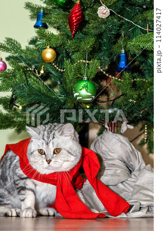Purring cat eagerly awaiting presents Purring cat eagerly awaiting presents 114027417