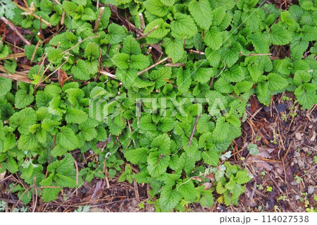 レモンバーム 114027538