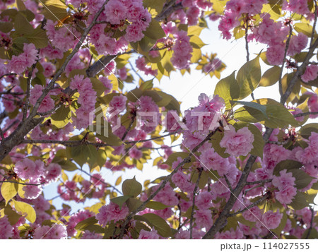 ピンクの八重桜が満開 ピンクの八重桜が満開 114027555
