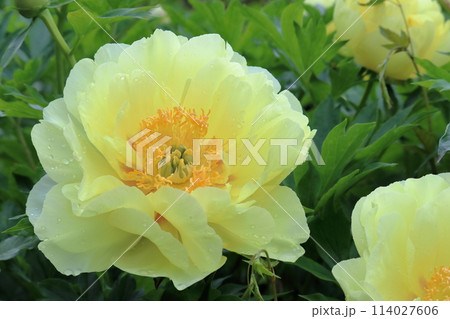 黄色い花色の芍薬　楊貴妃　（高知県　春野町） 114027606
