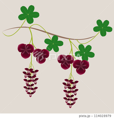 Liana akebia with flowers and leaves on a beige background. Liana akebia with flowers and leaves on a beige background. 114028979
