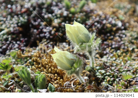 八ヶ岳のツクモグサ 八ヶ岳のツクモグサ 114029041