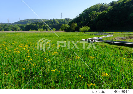 福井県敦賀市 中池見湿地 福井県敦賀市 中池見湿地 114029044