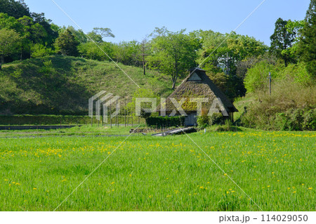 福井県敦賀市 中池見湿地 福井県敦賀市 中池見湿地 114029050