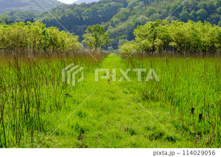 福井県敦賀市 中池見湿地 福井県敦賀市 中池見湿地 114029056