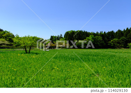 福井県敦賀市 中池見湿地 福井県敦賀市 中池見湿地 114029130