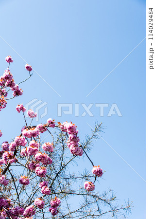 真っ青な青空の下の満開のピンク色のボタン桜 ロンドン郊外のキューガーデンにて 真っ青な青空の下の満開のピンク色のボタン桜 ロンドン郊外のキューガーデンにて 114029484