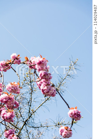 真っ青な青空の下の満開のピンク色のボタン桜 ロンドン郊外のキューガーデンにて 真っ青な青空の下の満開のピンク色のボタン桜 ロンドン郊外のキューガーデンにて 114029487