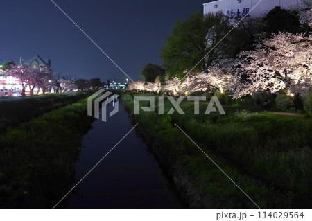 豊川市 川沿いの夜桜（イオン豊川横の佐奈川） 114029564
