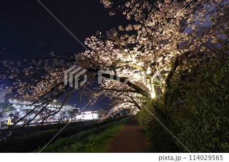 豊川市 川沿いの夜桜（イオン豊川横の佐奈川） 114029565