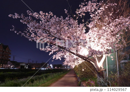 豊川市 川沿いの夜桜（イオン豊川横の佐奈川） 114029567