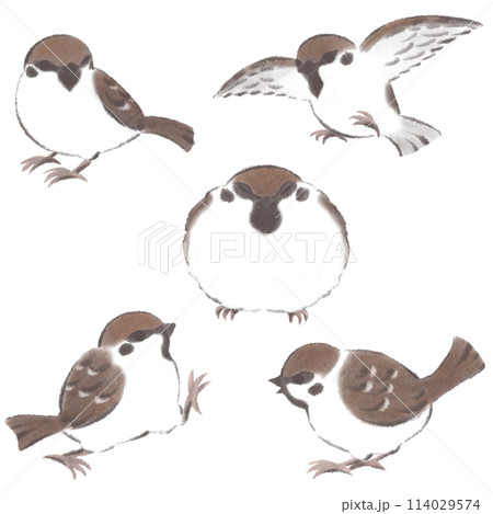 雀の様々なポーズセット カラー 雀の様々なポーズセット カラー 114029574