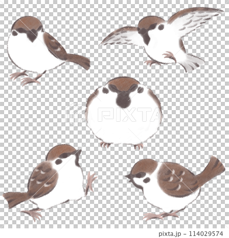 雀の様々なポーズセット カラー 雀の様々なポーズセット カラー 114029574