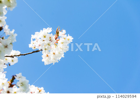 真っ青な青空の下の葉が少し出始めた白い桜 ロンドン郊外のキューガーデンにて 真っ青な青空の下の葉が少し出始めた白い桜 ロンドン郊外のキューガーデンにて 114029594