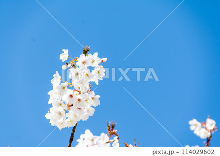 真っ青な青空の下の葉が少し出始めた白い桜 ロンドン郊外のキューガーデンにて 真っ青な青空の下の葉が少し出始めた白い桜 ロンドン郊外のキューガーデンにて 114029602