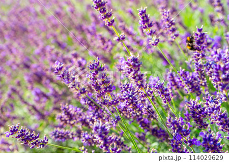 Bushes of lavender flowers in the garden on sunset, landscape design. 114029629