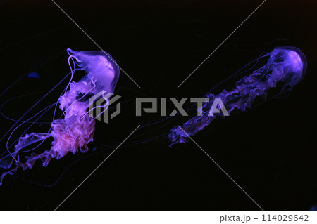 Two Black sea nettle, Chrysaora achlyos swimming in dark water of aquarium tank Two Black sea nettle, Chrysaora achlyos swimming in dark water of aquarium tank 114029642