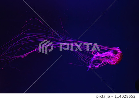 Fluorescent jellyfish swimming underwater aquarium pool with red neon light. Fluorescent jellyfish swimming underwater aquarium pool with red neon light. 114029652