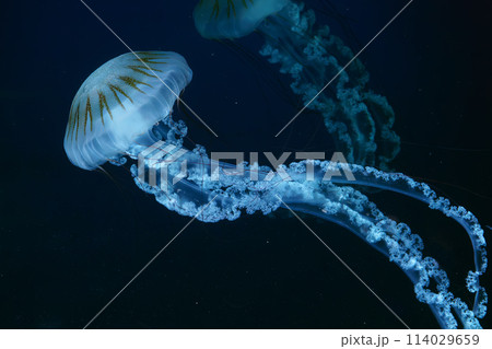 Jellifish South american sea nettle, Chrysaora plocamia swimming in dark water of aquarium 114029659