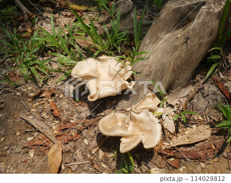 Light brown mushrooms grow naturally, the photo was taken from the national park	 Light brown mushrooms grow naturally, the photo was taken from the national park	 114029812