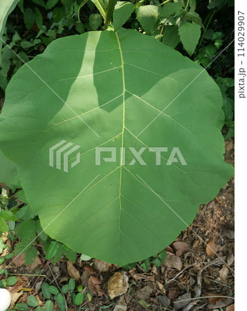Green leaves are lit by sunlight, light and shadow make them beautiful Green leaves are lit by sunlight, light and shadow make them beautiful 114029907