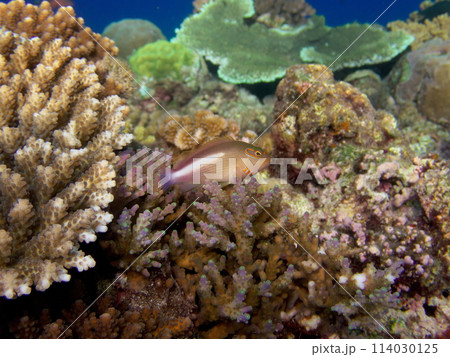 人気ダイビングスポット、沖縄県真栄田岬のサンゴと魚 114030125