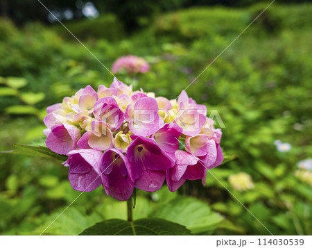 ピンクの紫陽花 114030539