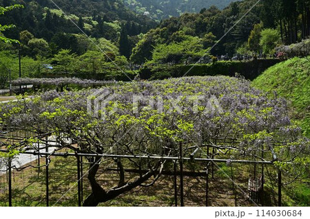 白毫寺の九尺ふじ 白毫寺の九尺ふじ 114030684