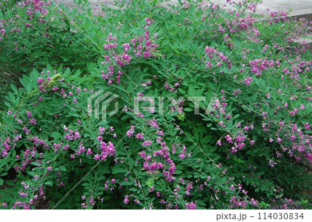 漢国神社の風景 114030834