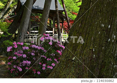 白毫寺の庭園 白毫寺の庭園 114030862