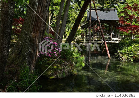 白毫寺の庭園 白毫寺の庭園 114030863