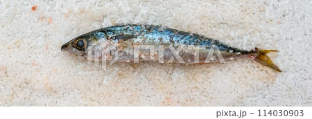 Whole raw organic mackerel fish with sea salt lying on a flat white surface Whole raw organic mackerel fish with sea salt lying on a flat white surface 114030903