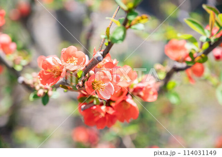 木瓜の花 木瓜の花 114031149
