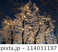 ライトアップされた夜桜 114031197