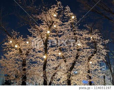 ライトアップされた夜桜 ライトアップされた夜桜 114031197