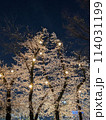 ライトアップされた夜桜 114031199