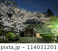 春のライトアップされたお寺と桜 114031201