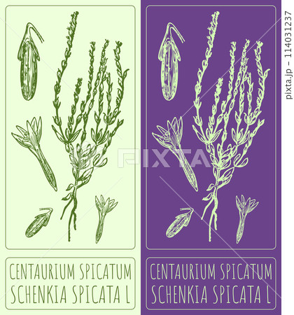 Vector drawing Centaurium spicatum. Hand drawn illustration. The Latin name is Schenkia spicata L 114031237