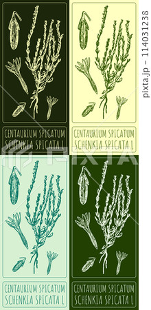 Set of vector drawing Centaurium spicatum in various colors. Hand drawn illustration. The Latin name is SCHENKIA SPICATA L 114031238