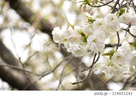 八重咲の白い桜　白妙 114031242