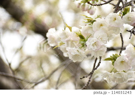 八重咲の白い桜　白妙 114031243