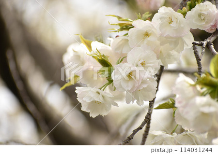 八重咲の白い桜　白妙 114031244