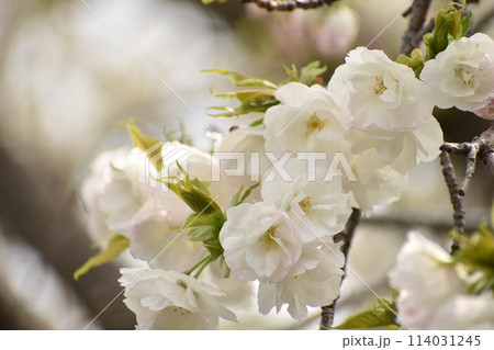 八重咲の白い桜　白妙 114031245