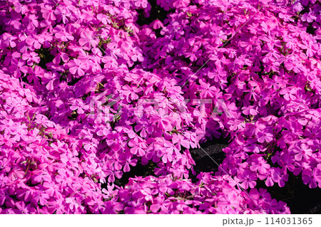芝桜の花 背景 芝桜の花 背景 114031365