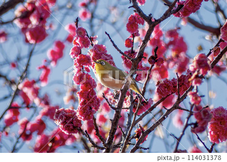 赤い梅の花にメジロがやってきた 赤い梅の花にメジロがやってきた 114031378