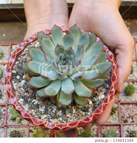 Hands holding pot with succulent Echeveria pulidonis growing, closeup Hands holding pot with succulent Echeveria pulidonis growing, closeup 114031384