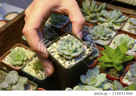 Grower hand holding pot with succulent growing, closeup 114031466