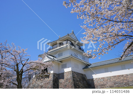 悠久山公園の桜、長岡市、新潟県、日本 悠久山公園の桜、長岡市、新潟県、日本 114031486