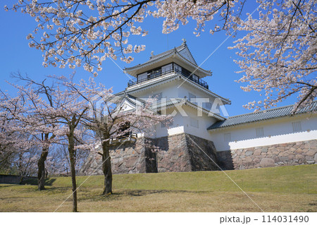 悠久山公園の桜、長岡市、新潟県、日本 114031490